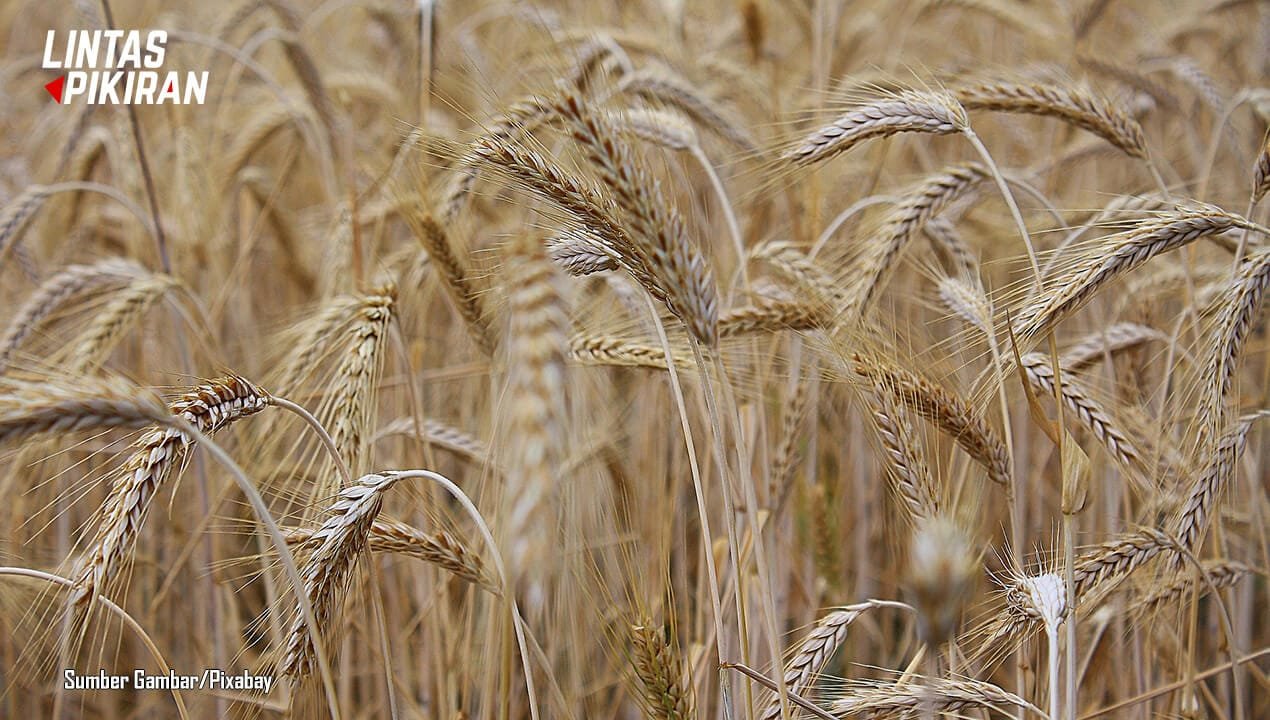 Ilustrasi Gandum (Sumber Gambar/Pixabay)