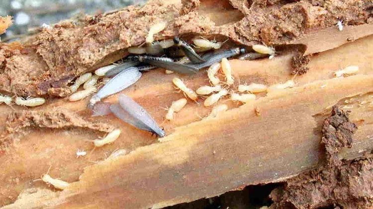 Gudang Bawah Tangga Bisa Jadi Tempat Rayap Berkembang Tanpa Disadari
