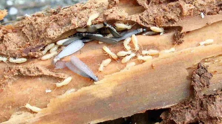 Gudang Bawah Tangga Bisa Jadi Tempat Rayap Berkembang Tanpa Disadari